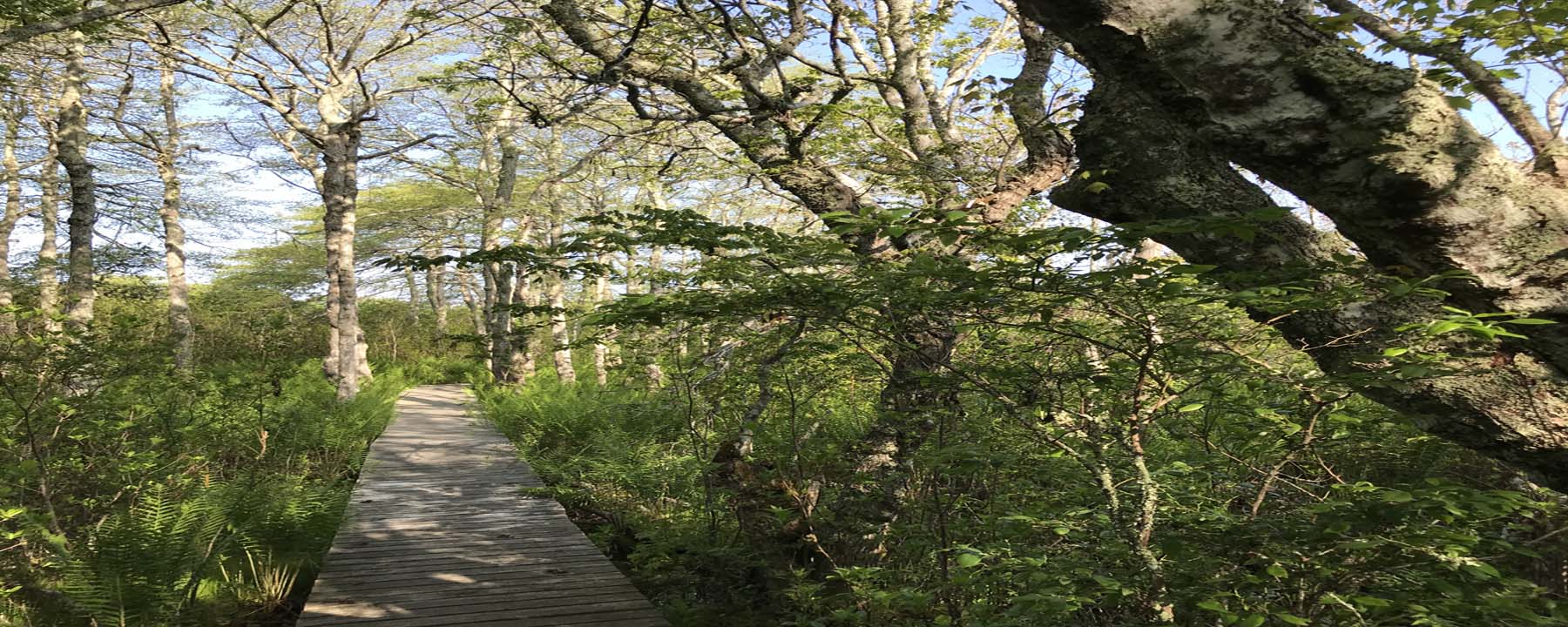 Nantucket Walkabout | 2-Hour Guided Wilderness Hikes